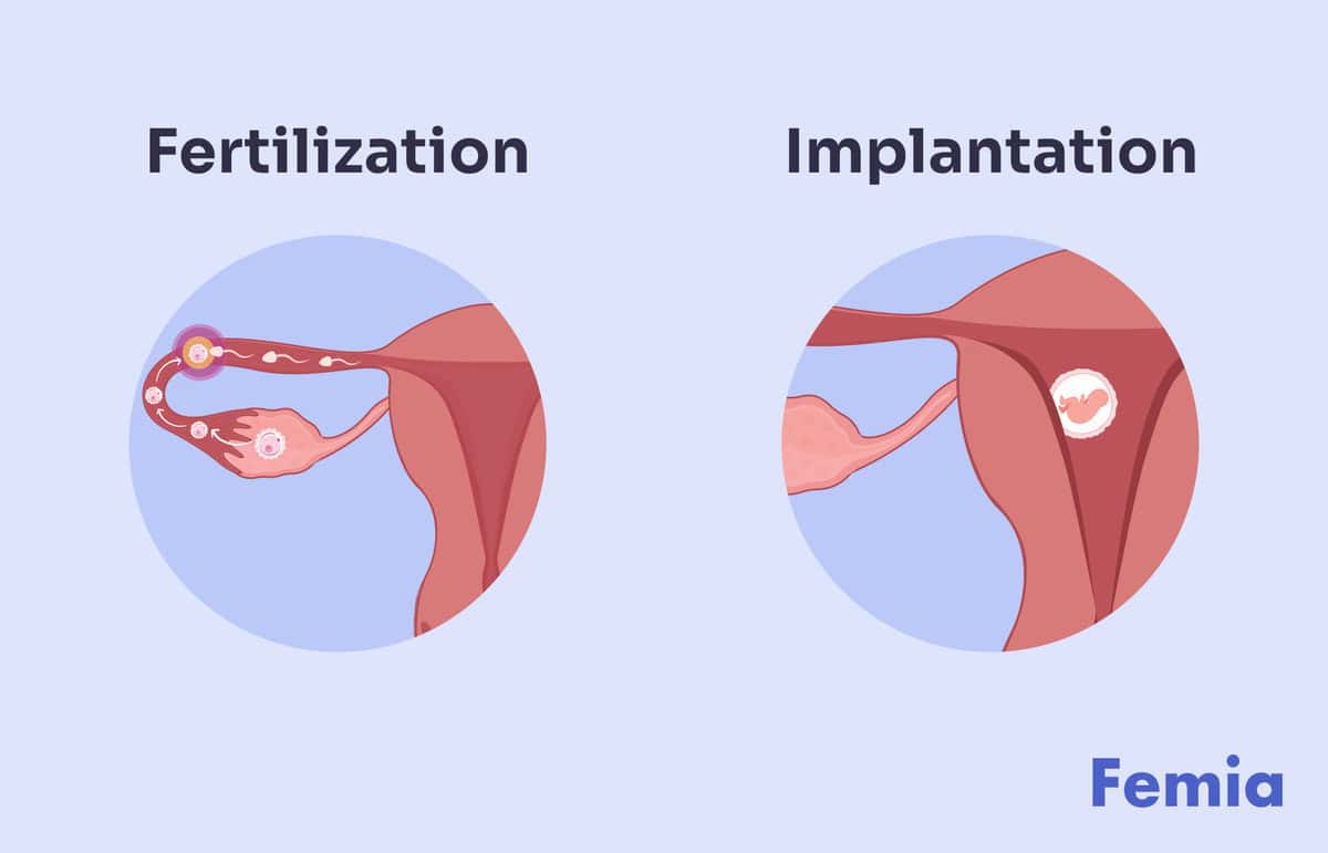 How Long After Sex Does Implantation Occur Understanding The Timeline