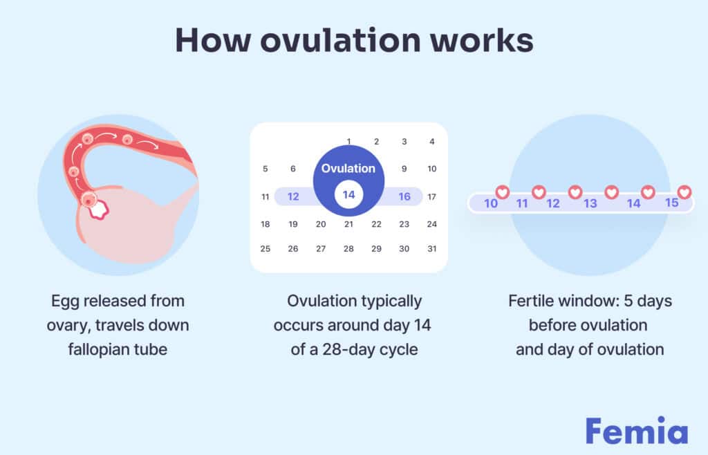 Infographic explaining ovulation: egg released from ovary travels down fallopian tube, occurs around day 14 of a 28-day cycle.