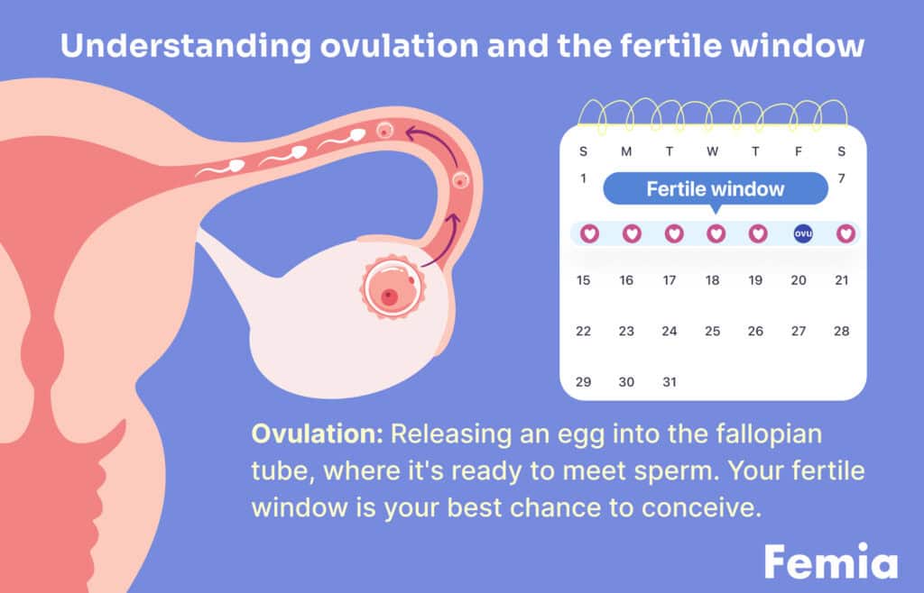 Diagram showing the ovulation process and a calendar indicating the fertile window. Text explains that ovulation is the release of an egg ready to meet sperm, and the fertile window is the best time to conceive. This image addresses the question 'if you ovulate in the morning can you get pregnant that night'.