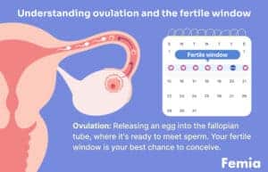 If you ovulate in the morning can you get pregnant that night? - Femia