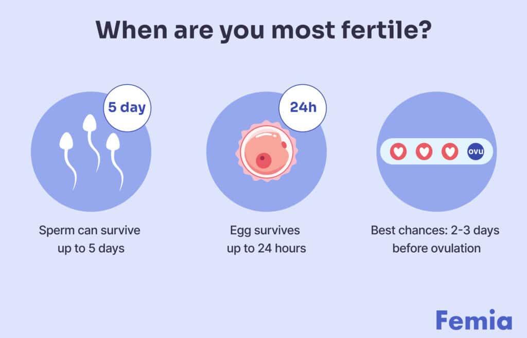 Infographic showing that sperm can survive up to 5 days, egg survives up to 24 hours, best chances 2-3 days before ovulation.