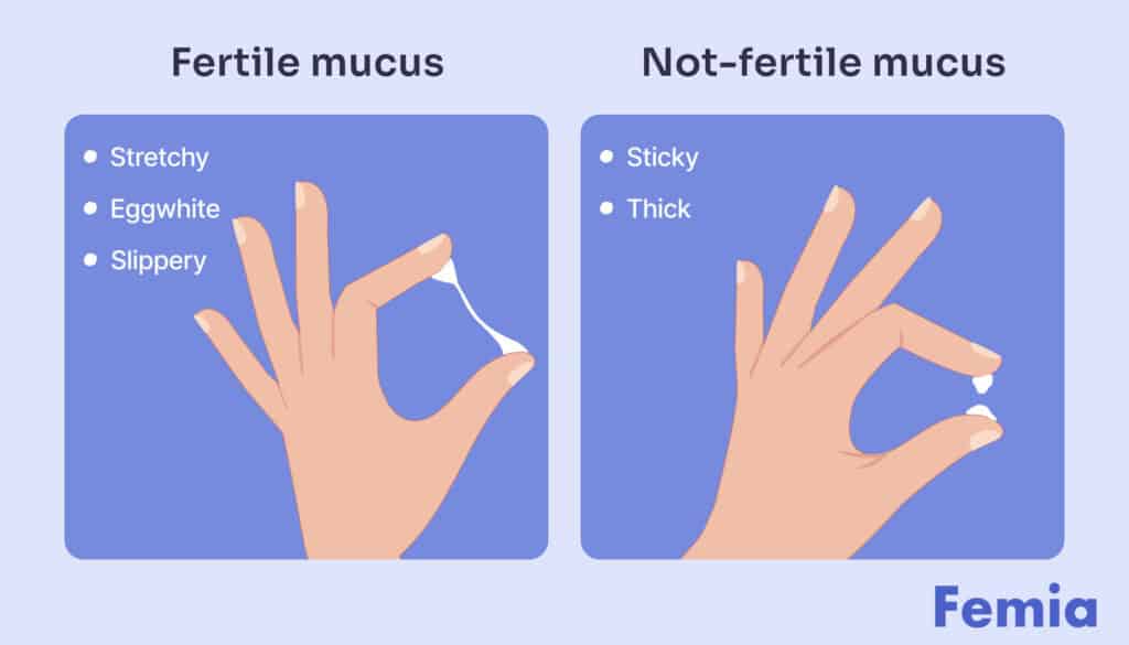 Illustration comparing fertile cervical mucus (stretchy, egg white, slippery) with non-fertile mucus (sticky, thick).