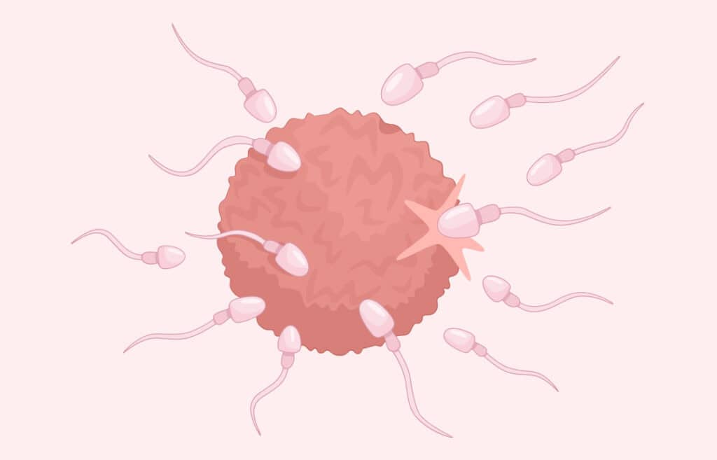 Illustration of sperm surrounding an egg, highlighting the process of fertilization.