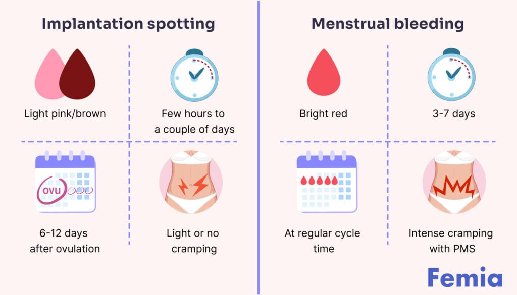 Infographic comparing implantation spotting and menstrual bleeding with color and timing details.