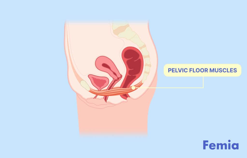 An anatomical illustration of pelvic floor muscles.