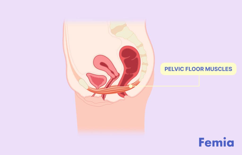 Diagram highlighting the pelvic floor muscles in the female body.