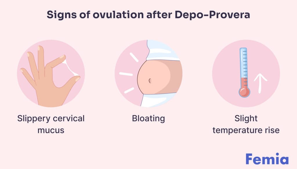 Infographic highlighting signs of ovulation after Depo-Provera, such as slippery cervical mucus, bloating, and a slight temperature rise.