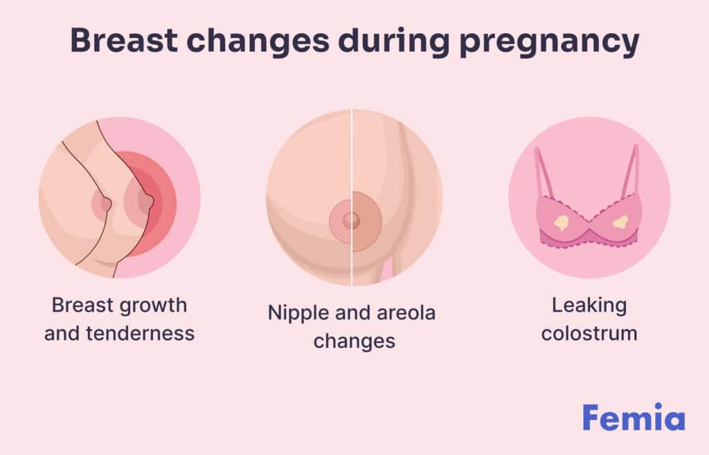 Illustration depicting breast changes during pregnancy, including growth and tenderness, nipple and areola changes, and leaking colostrum.
