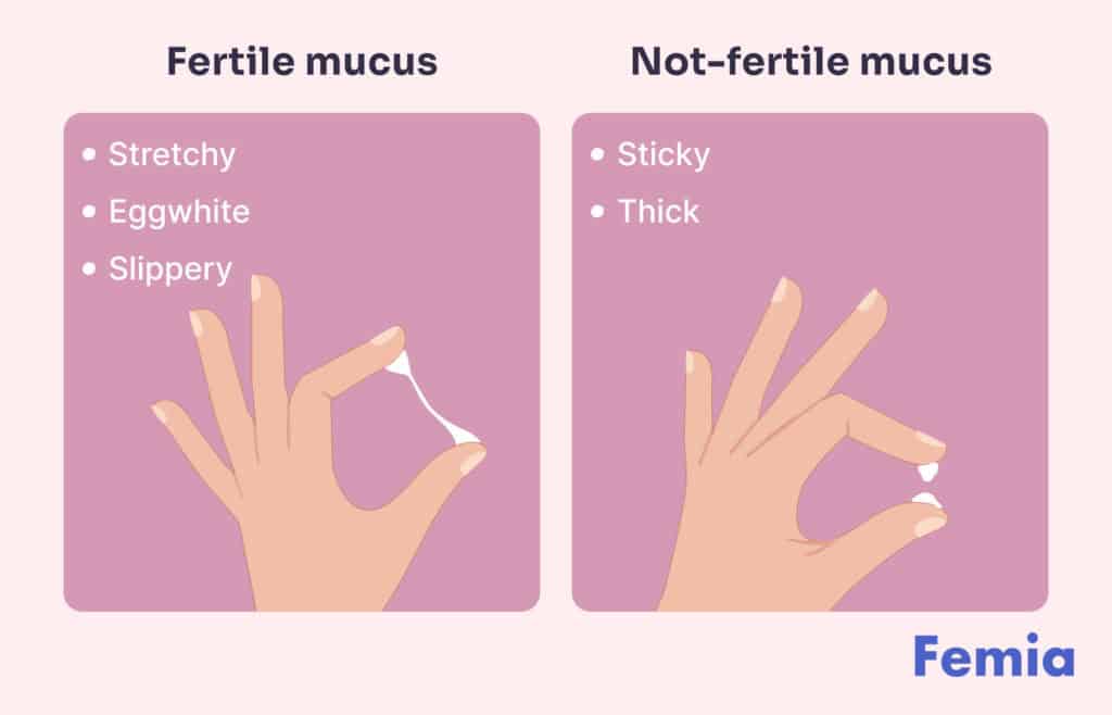 An illustration comparing stretchy, eggwhite, slippery fertile mucus to sticky, thick non-fertile mucus.