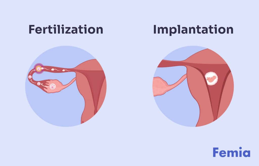 Illustration showing the process of fertilization and implantation in the uterus.