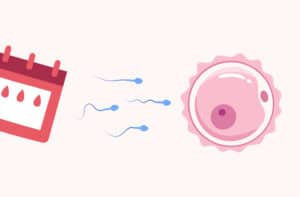 Can you get pregnant after your period? Understanding your fertility