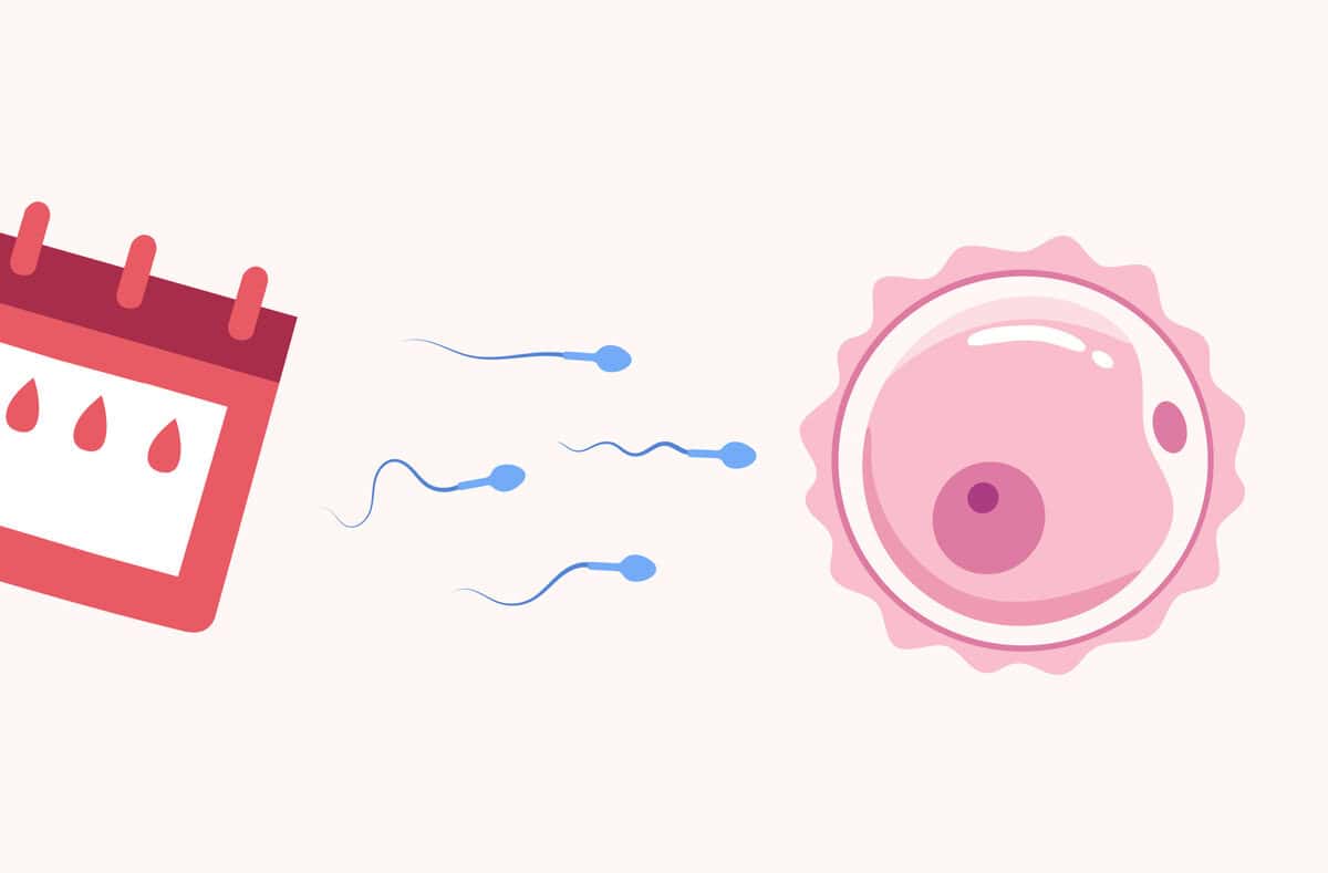 Can you get pregnant after your period understanding your fertility
