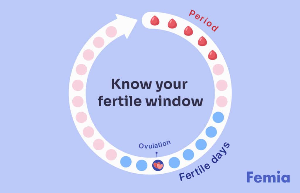 An infographic illustrating a menstrual cycle with the fertile window highlighted.