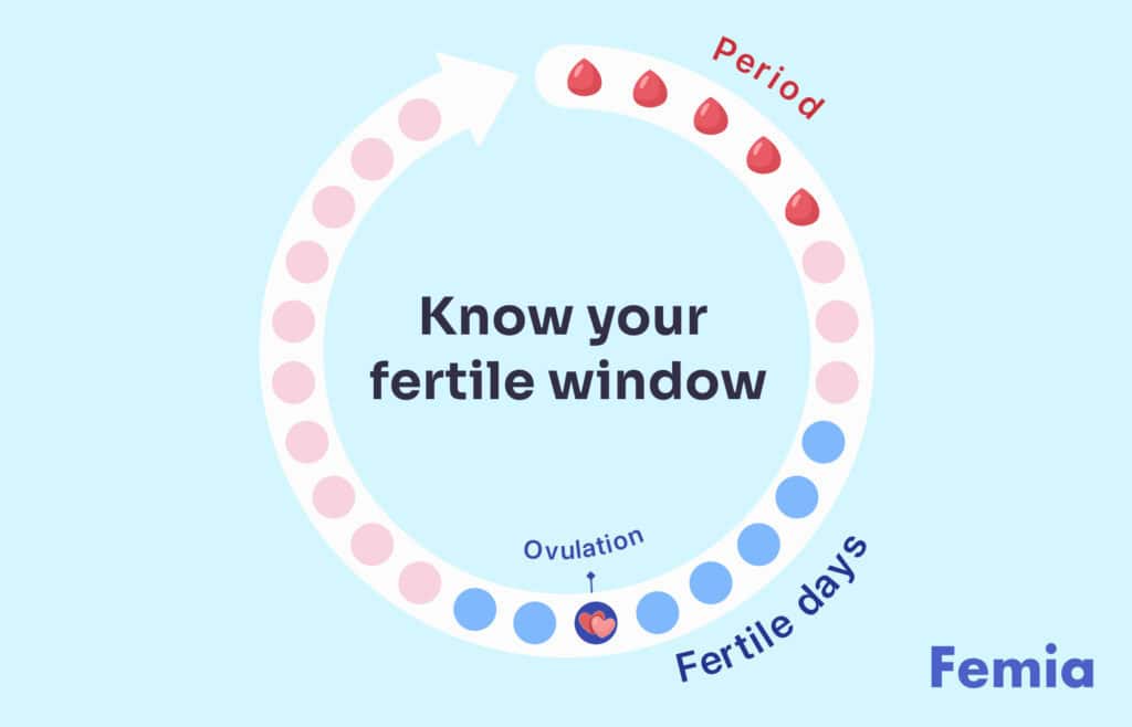 An infographic illustrating a menstrual cycle with the fertile window highlighted.