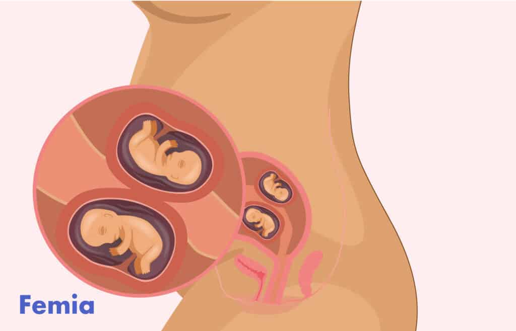 Illustration of a twin pregnancy belly, twins in the womb at 16 weeks gestation.