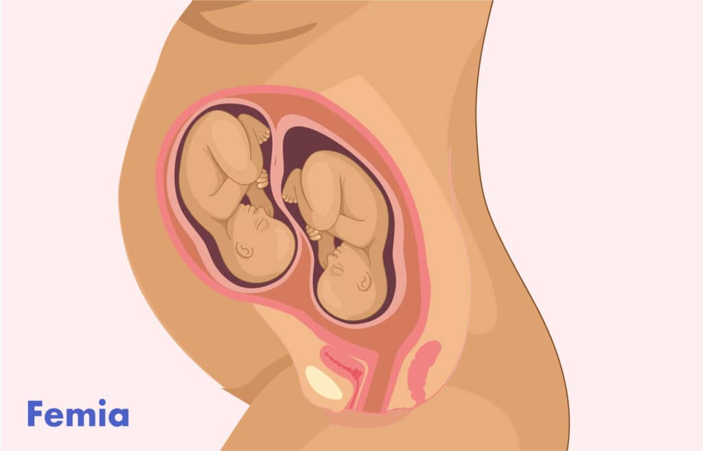 Illustration of a twin pregnancy belly, twins in the womb at 28 weeks gestation.