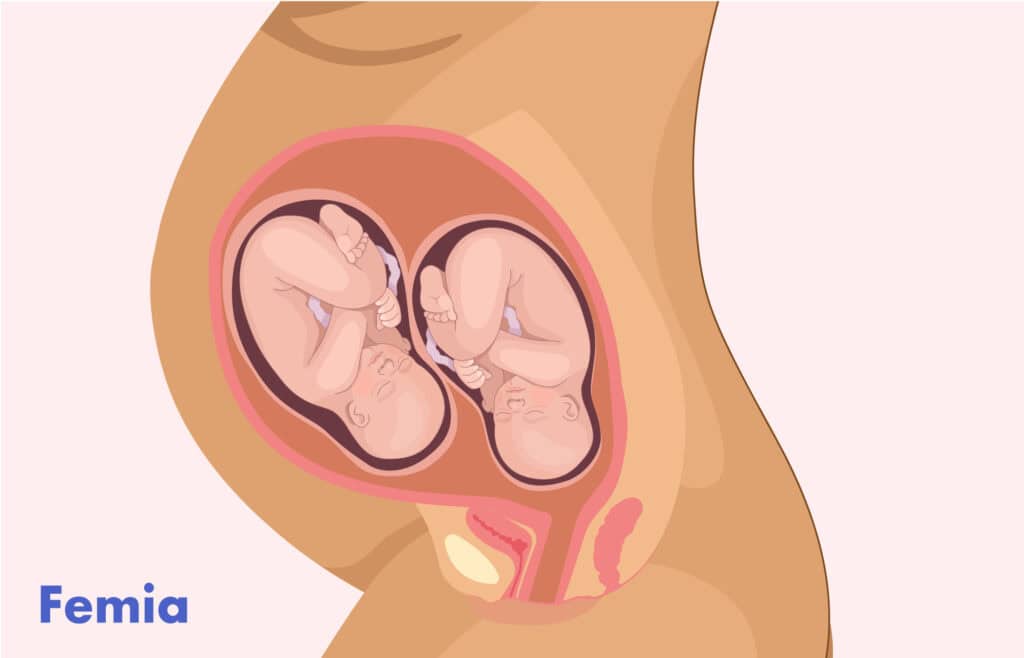 Illustration of a twin pregnancy belly, twins in the womb at 36 weeks gestation.