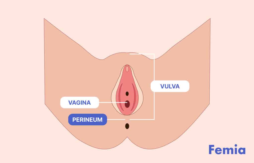 Diagram showing the anatomy of the vulva, vagina, and perineum labeled.