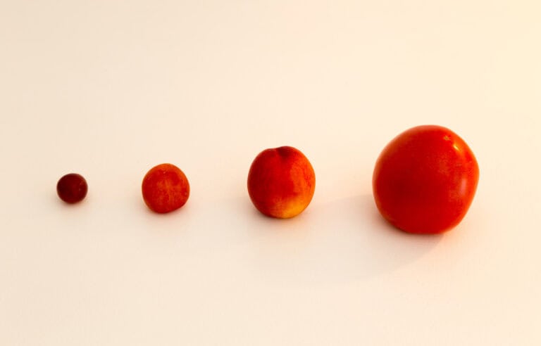 Baby fruit size by week: A trimester-by-trimester guide to your growing ...