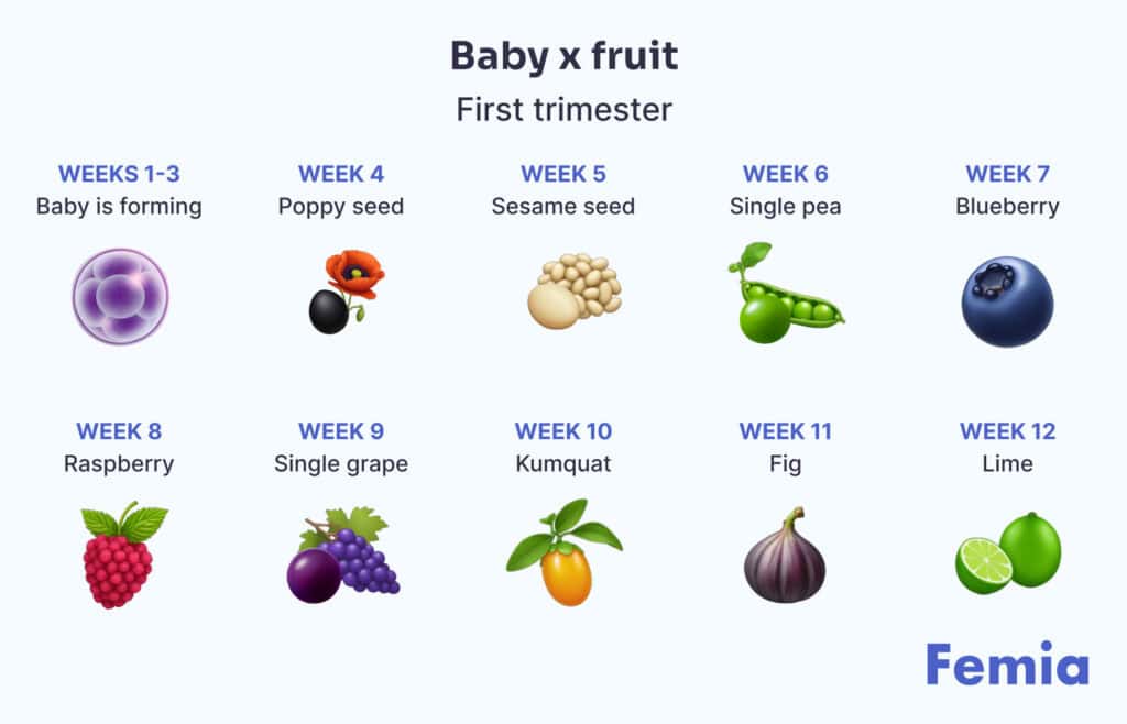 Infographic of baby fruit size comparisons for first trimester.