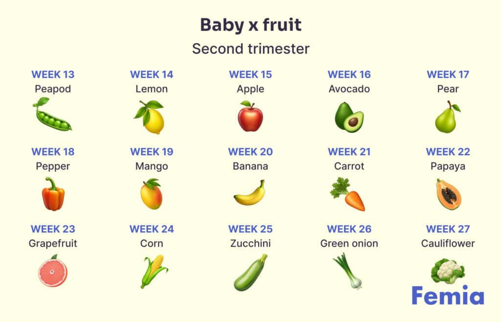 Infographic of baby fruit size comparisons for second trimester.