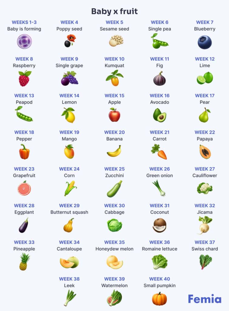 Infographic of baby fruit size comparisons during the whole developmental timeline.