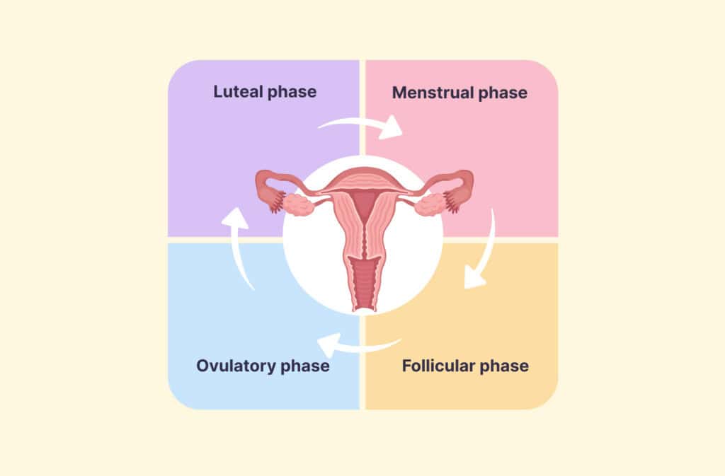 An illustration of a vagina representing menstrual cycle phases.