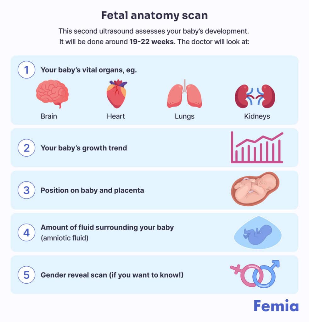 An illustration of a fetal anatomy scan showing what a doctor looks at.