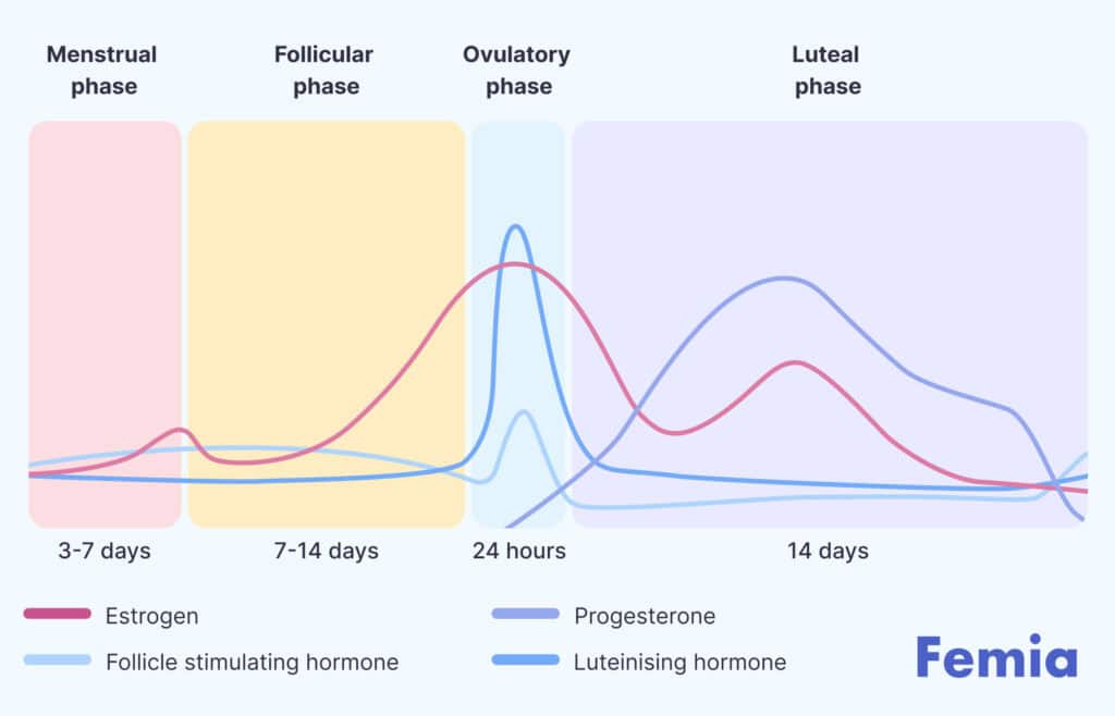 A chart representing phases of the menstrual cycle and hormonal balance.