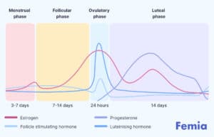 Cycle syncing: Optimize your lifestyle with your menstrual cycle phases