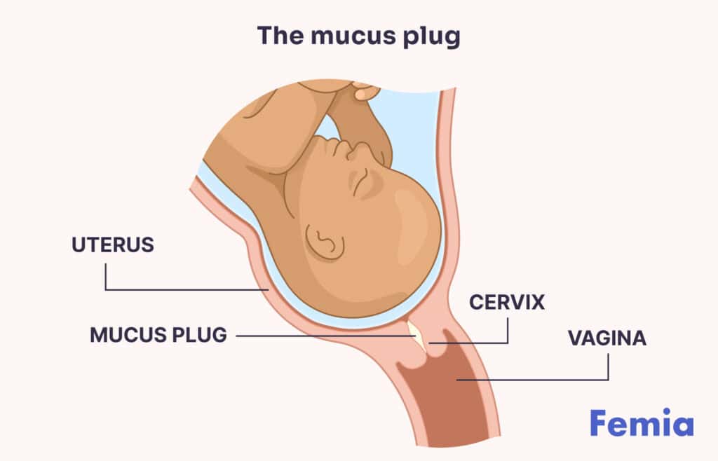 An illustration of a baby inside the uterus representing the structure of female reproductive organs and the position of a mucus plague. Viewers of this file can see comments and suggestions.