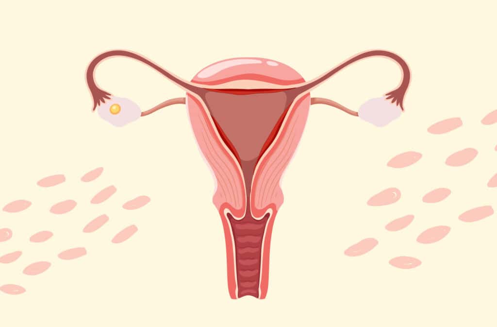 An image of a woman's reproductive system representing a follicular phase.