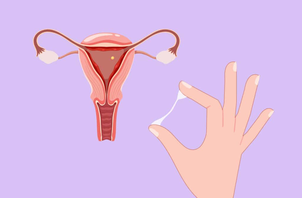 An image of a women's reproductive symptom and a hand stretching a mucus, representing the luteal phase of the menstrual cycle.