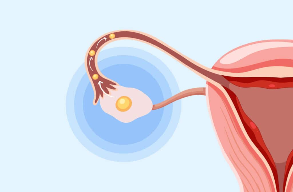 An illustration of an egg mowing by a fallopian tube representing the ovulation phase of a menstrual cycle.