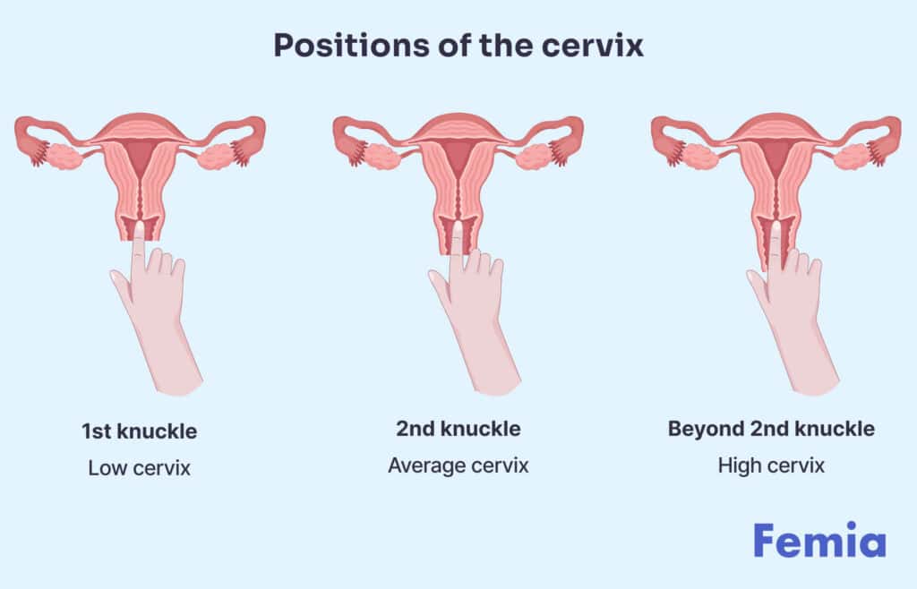 An illustration of the positions of the cervix representing how to check your cervix for pregnancy.