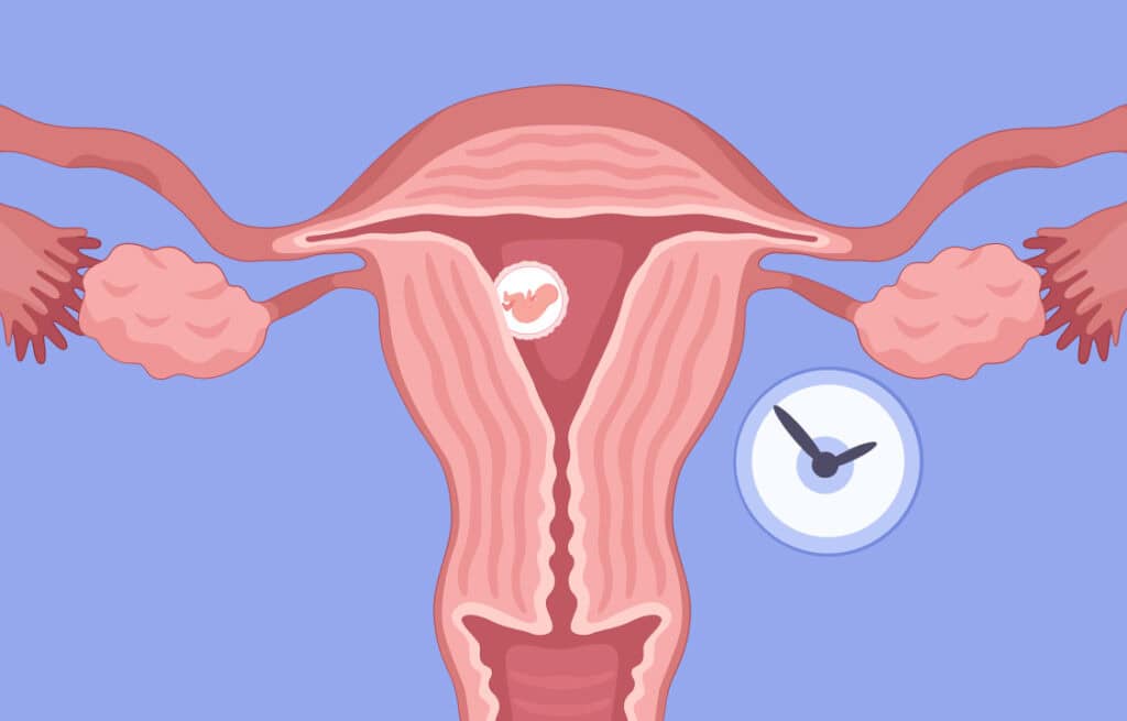 An illustration of a implanted uterus representing how long does it take to get pregnant after sex