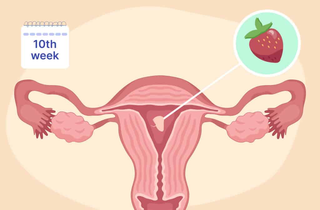 An illustration of a uterus and a fetus the size of a strawberry representing 10 weeks pregnant.