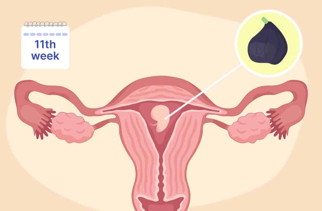 An illustration of a uterus and a fetus the size of a fig representing 11 weeks pregnant.