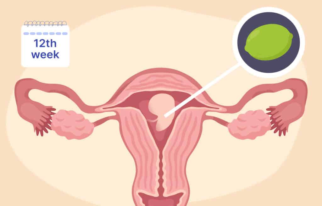 An illustration of a uterus and a fetus the size of a lime representing 12 weeks pregnant.