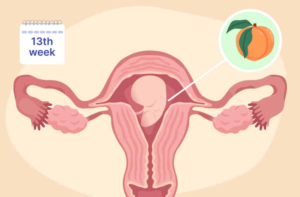 An illustration of a uterus and a fetus the size of a peach representing 13 weeks pregnant.