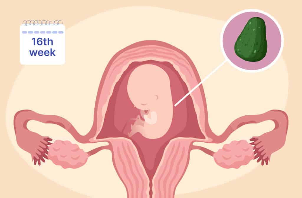 An illustration of a uterus and a fetus the size of an avocado representing 16 weeks pregnant.