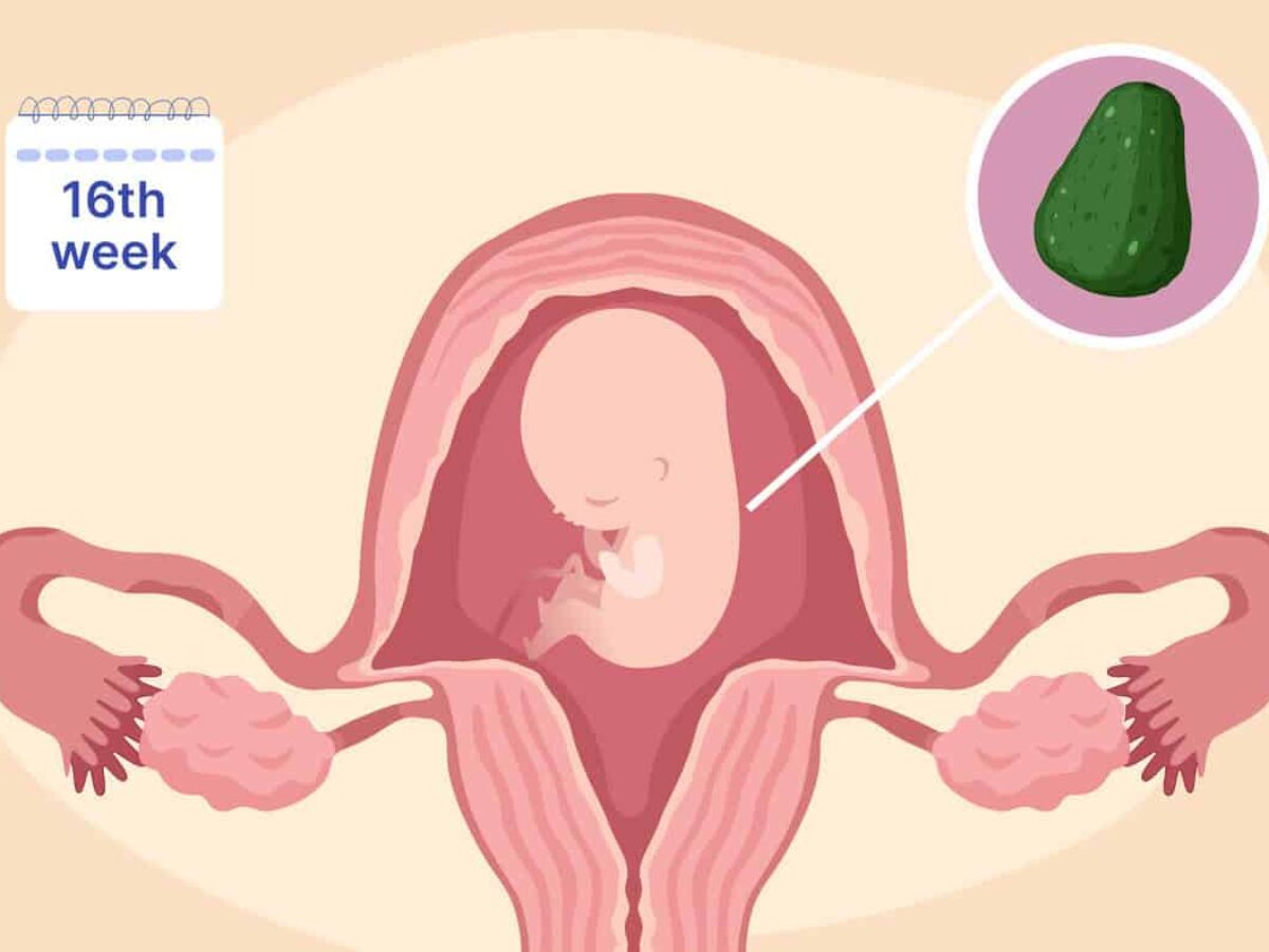 16 Weeks Pregnant: Fetal Growth, Belly Changes, and Second Trimester Advice  - Femia, image size:1200x900