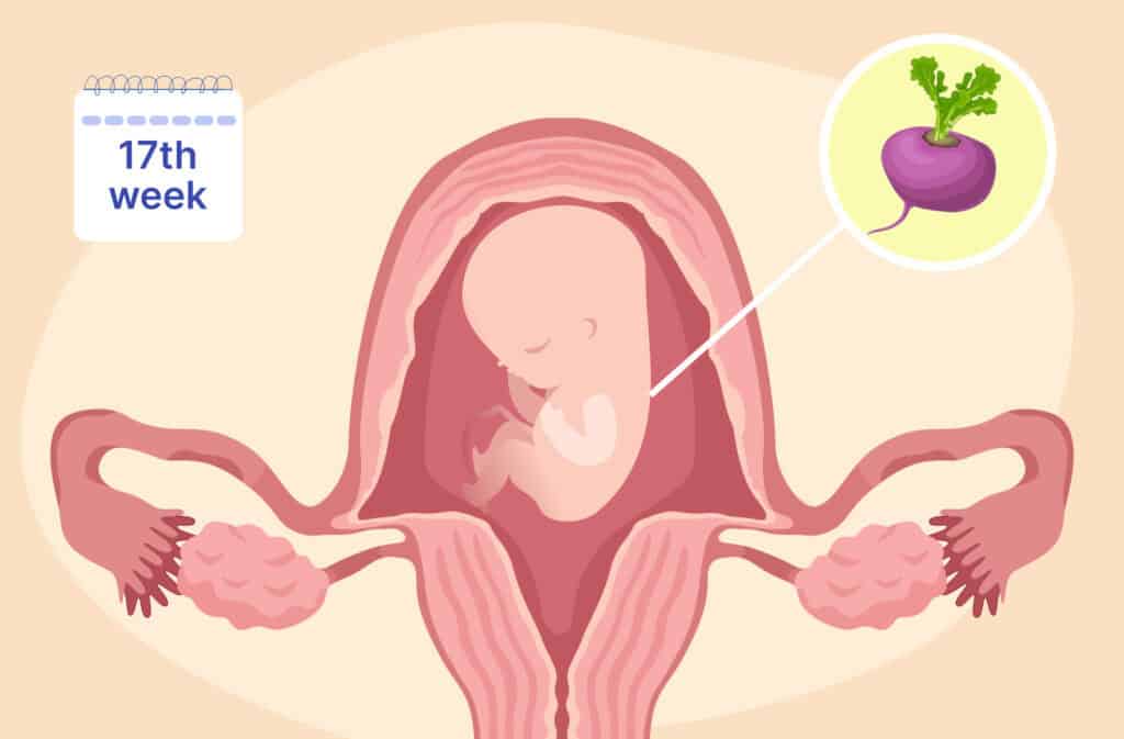 An illustration of a uterus and a fetus the size of a turnip representing 17 weeks pregnant.