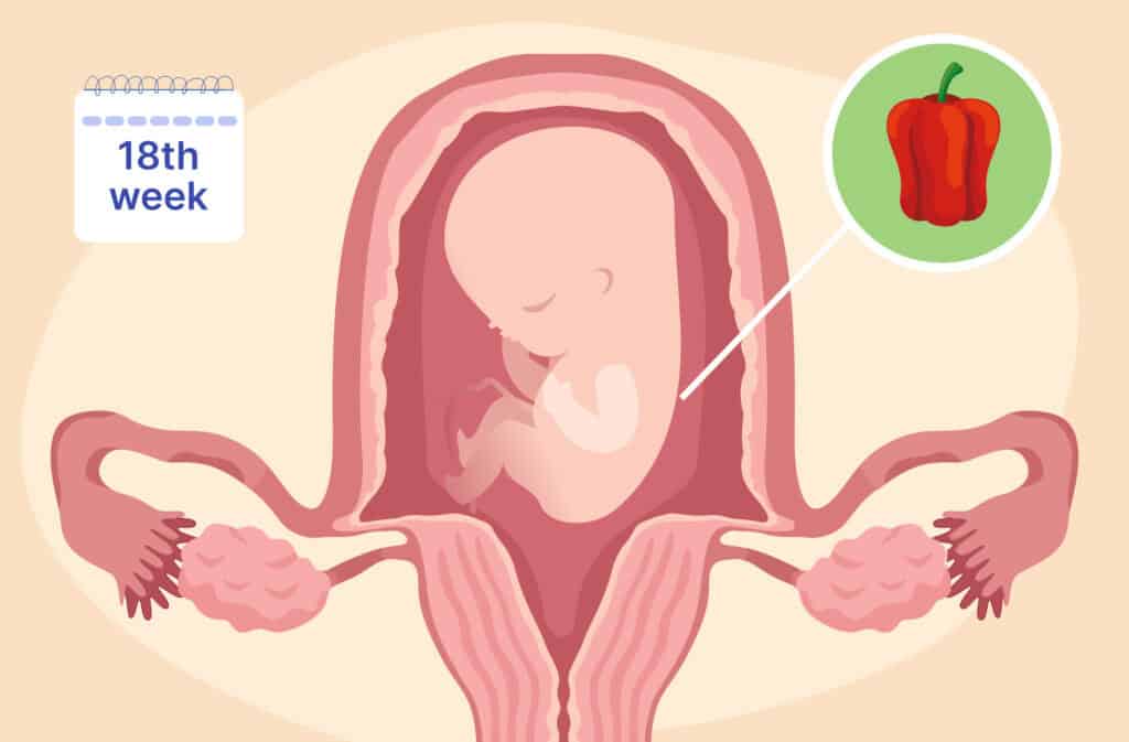 An illustration of a uterus and a fetus the size of a bell pepper representing 18 weeks pregnant.