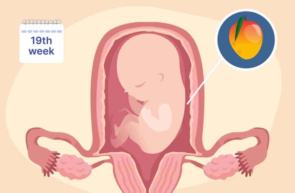 An illustration of a uterus and a fetus the size of a mango representing 19 weeks pregnant.