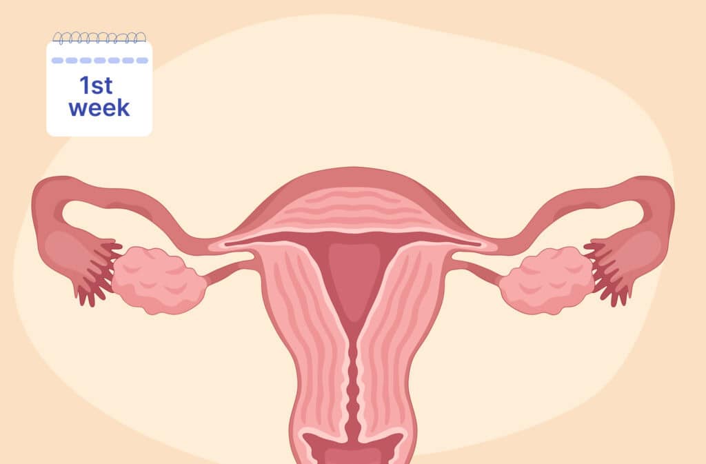 An illustration of a uterus showing 1 week pregnant.