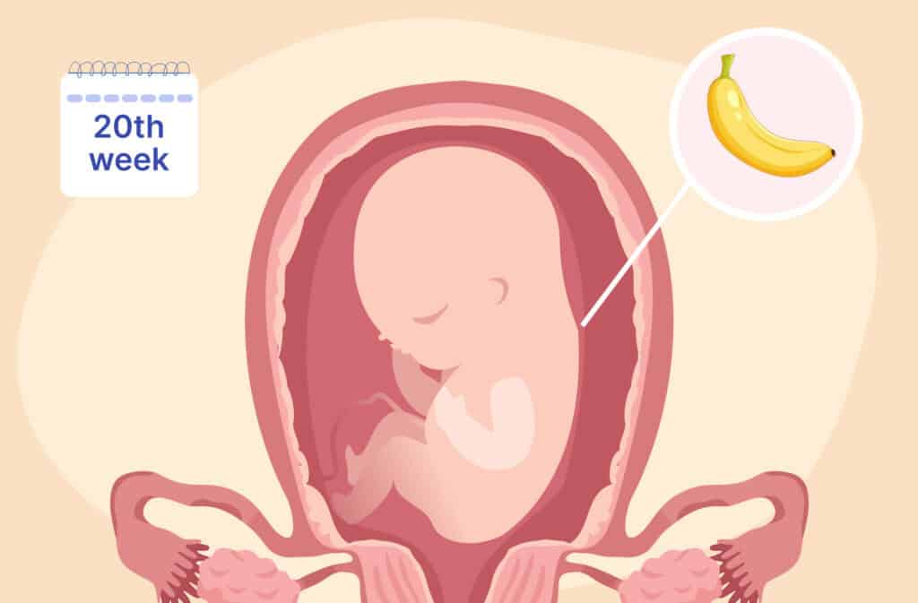 An illustration of a uterus and a fetus the size of a banana representing 20 weeks pregnant.