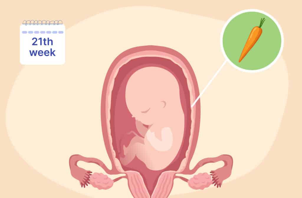 An illustration of a uterus and a fetus the size of a carrot representing 21 weeks pregnant.