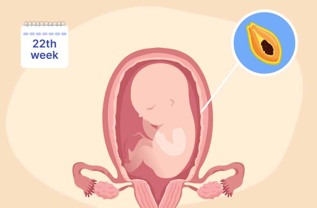 An illustration of a uterus and a fetus the size of a papaya representing 22 weeks pregnant.