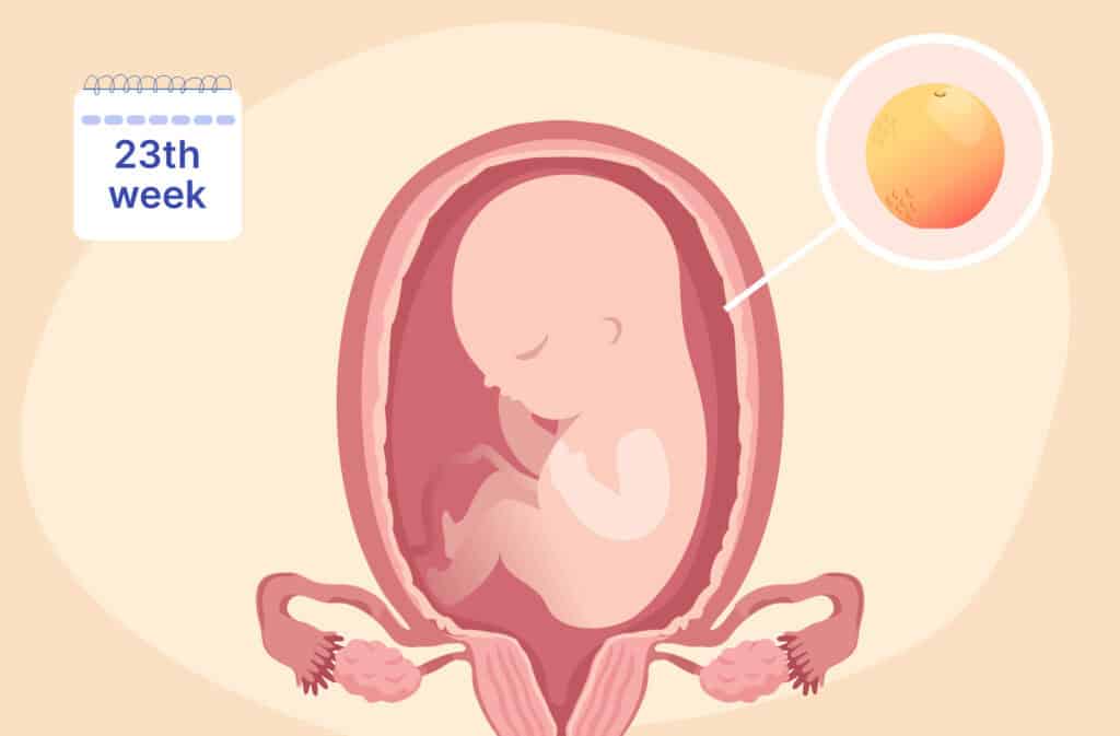 An illustration of a uterus and a fetus the size of a grapefruit representing 23 weeks pregnant.